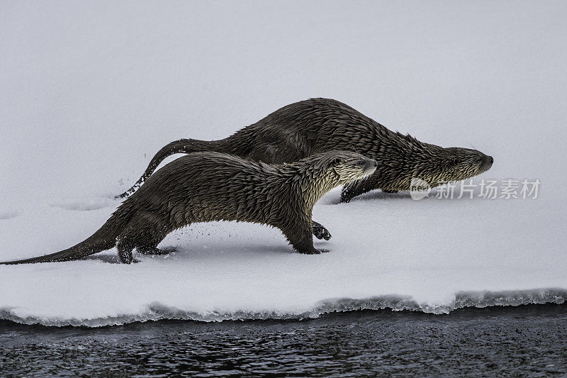 北美水獭，Lontra canadensis，也被称为北方水獭或普通水獭，是北美特有的半水栖哺乳动物。冬天在黄石河边和雪地里玩耍，黄石国家公园